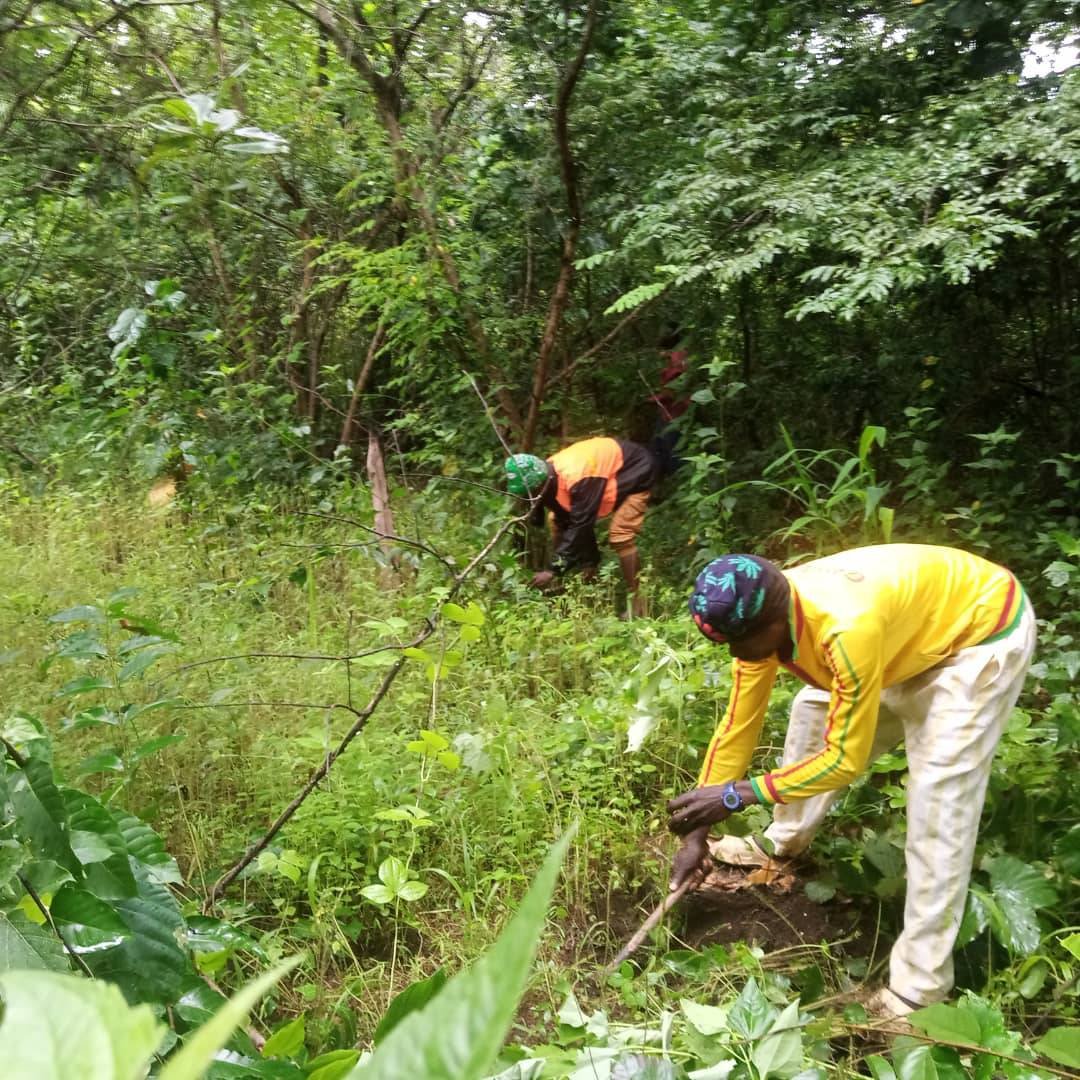 Tree Crop Rehabilitation